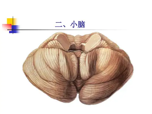 系统解剖学 小脑和间脑