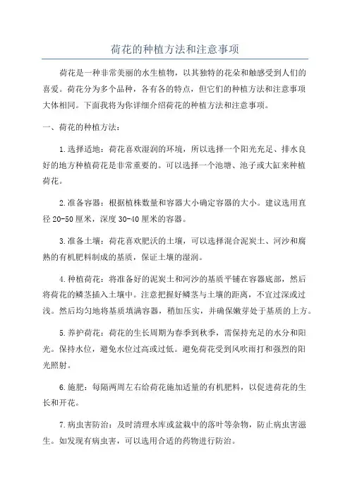 荷花的种植方法和注意事项