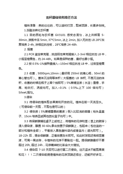 农杆菌侵染拟南芥方法