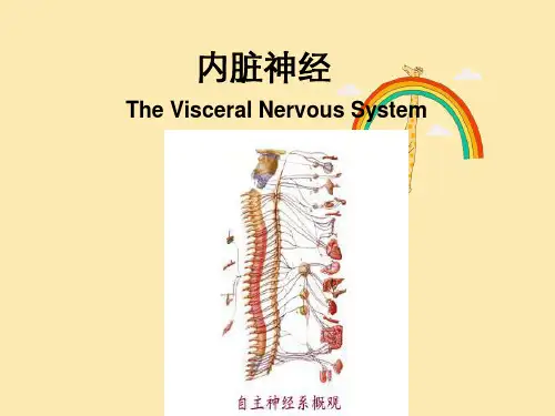 人体解剖学：周围神经