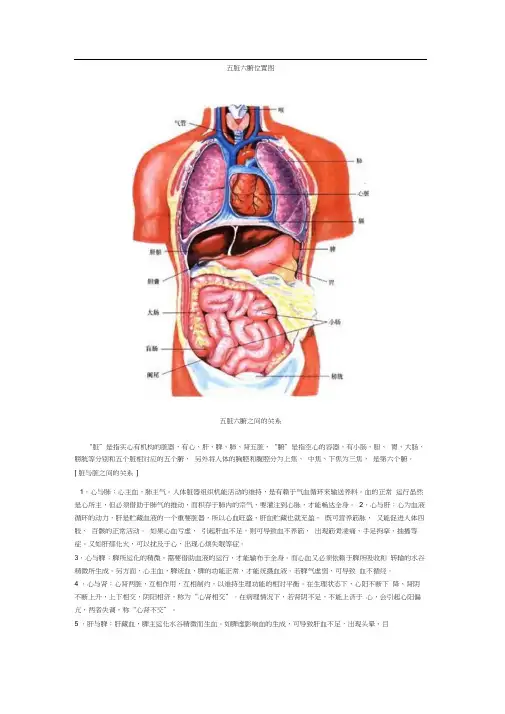 五脏六腑位置图