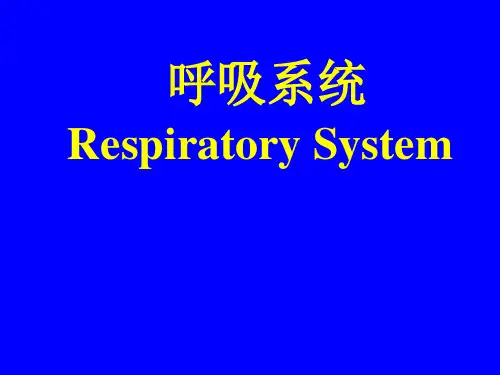 呼吸系统正常影像学表现PPT