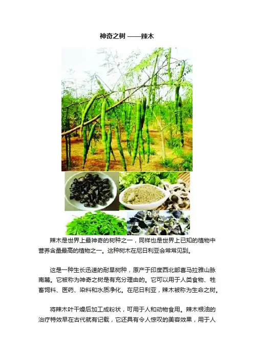 神奇之树?——辣木