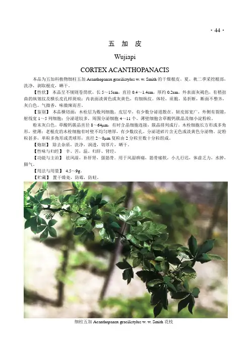 五加皮