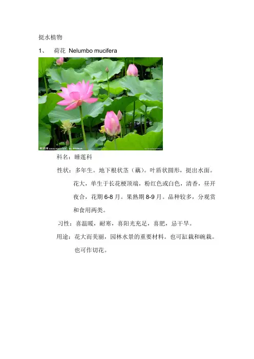 华东地区适用的水生植物