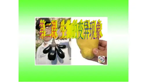 六年级下册科学_生物的变异现象苏教版(29张)课件