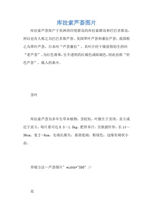 库拉索芦荟图片