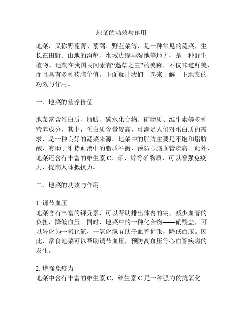 地菜的功效与作用
