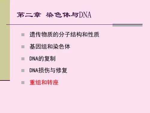 分子生物学：重组和转座