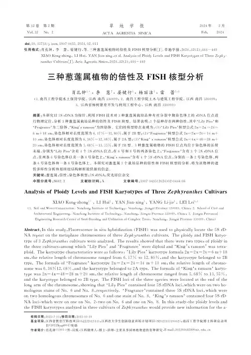三种葱莲属植物的倍性及FISH核型分析