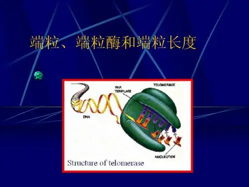 端粒