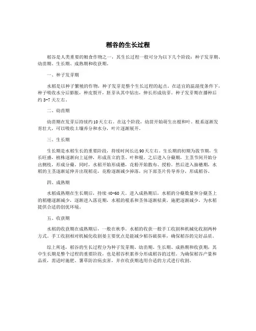 稻谷的生长过程