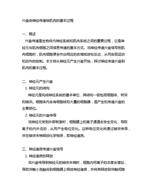 兴奋由神经传递给肌肉的基本过程
