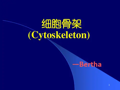 细胞骨架ppt课件
