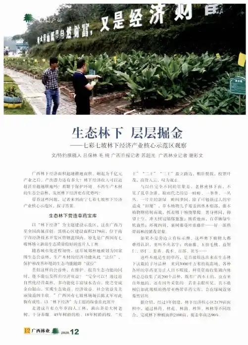 生态林下层层掘金--七彩七坡林下经济产业核心示范区观察
