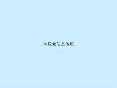 神经元信息传递