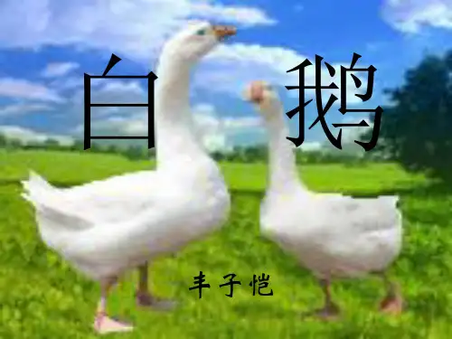 小学四年级上册语文第十三课《白鹅》