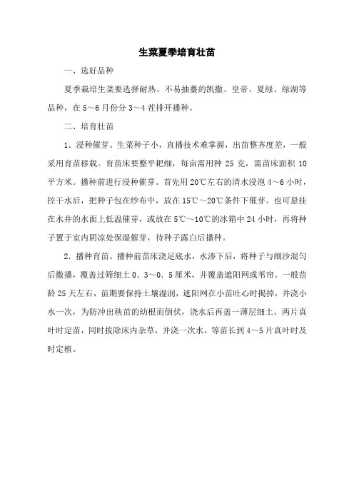 生菜夏季培育壮苗