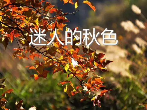 《迷人的秋色》PPT课件四