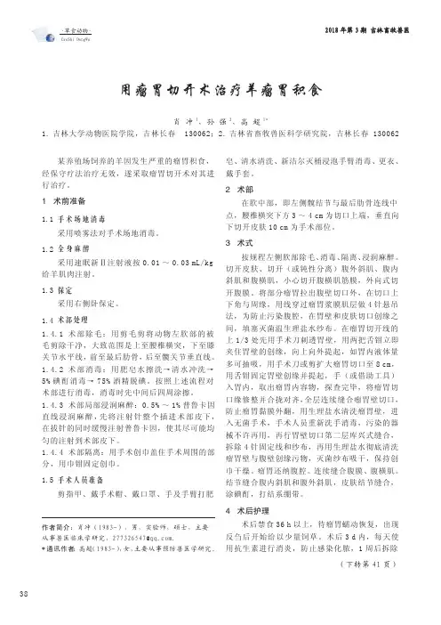 用瘤胃切开术治疗羊瘤胃积食