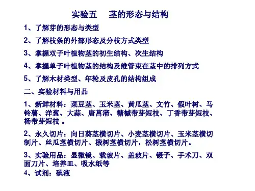 植物学课件-实验-茎的形态与结构