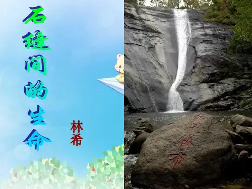 《石缝间的生命》PPT7  图文