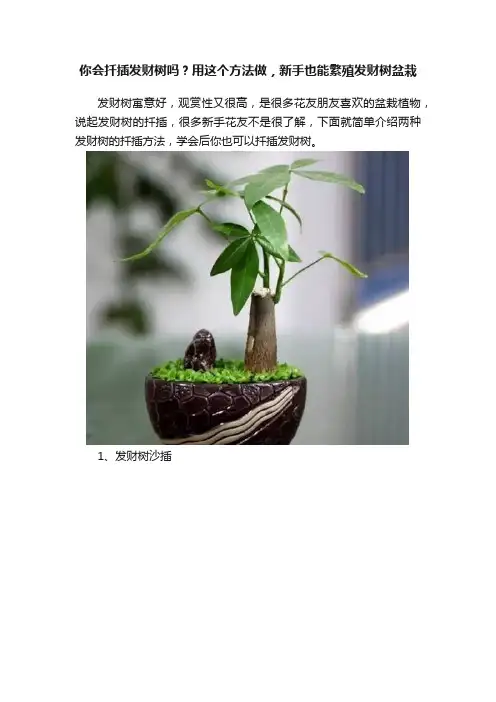 你会扦插发财树吗？用这个方法做，新手也能繁殖发财树盆栽