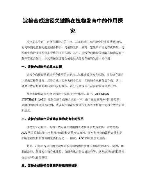 淀粉合成途径关键酶在植物发育中的作用探究