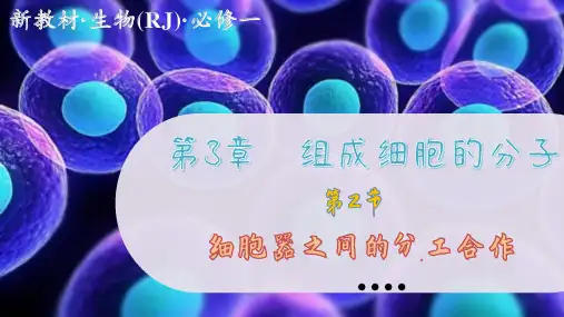 高中生物学必修1细胞器之间的协调配合和细胞的生物膜系统