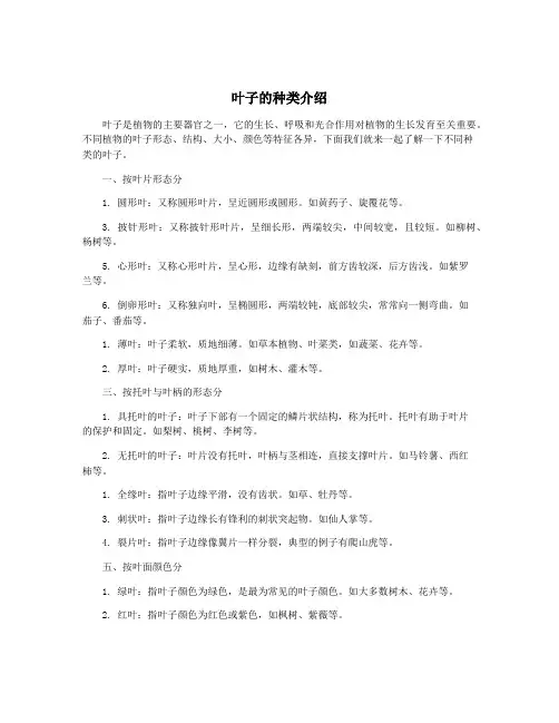 叶子的种类介绍