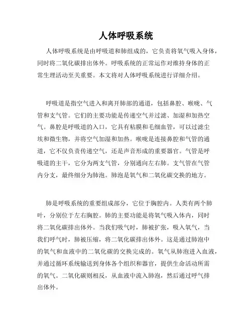 人体呼吸系统