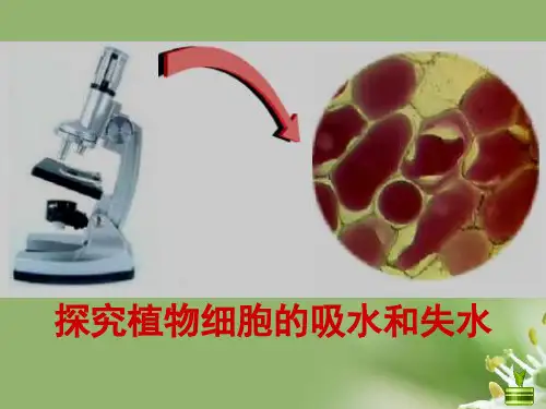 探究植物细胞的吸水和失水 28张ppt精选教学PPT课件