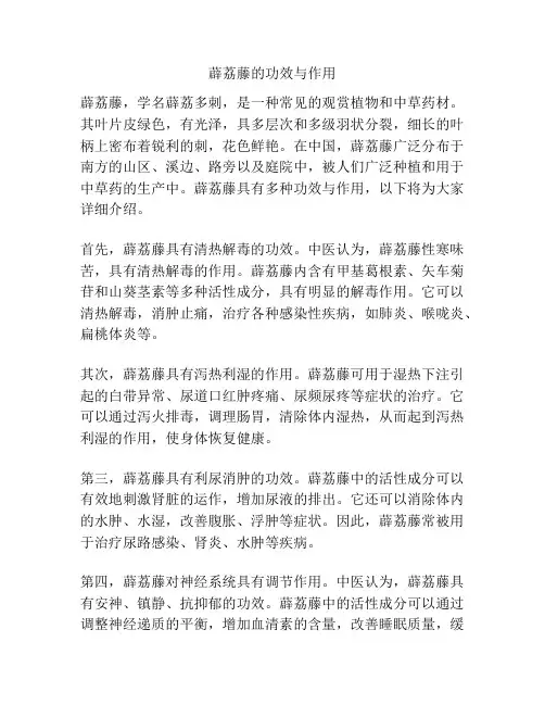 薜荔藤的功效与作用