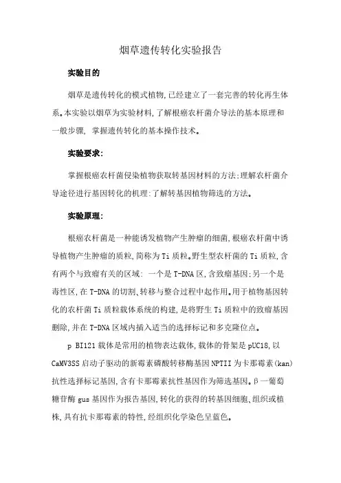 烟草遗传转化实验报告