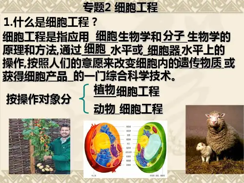 人教版高二生物选修三课件：2.1.1植物细胞工程的基本技术