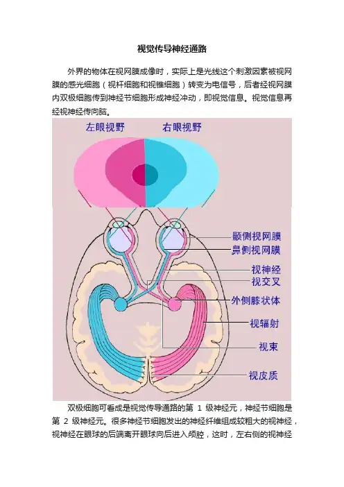 视觉传导神经通路