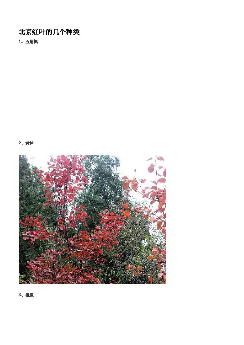 北方常用园林观赏植物名称与图片介绍