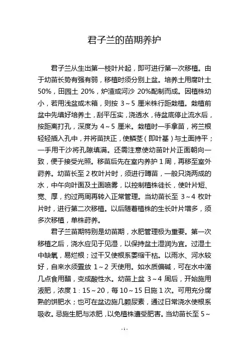 君子兰的苗期养护