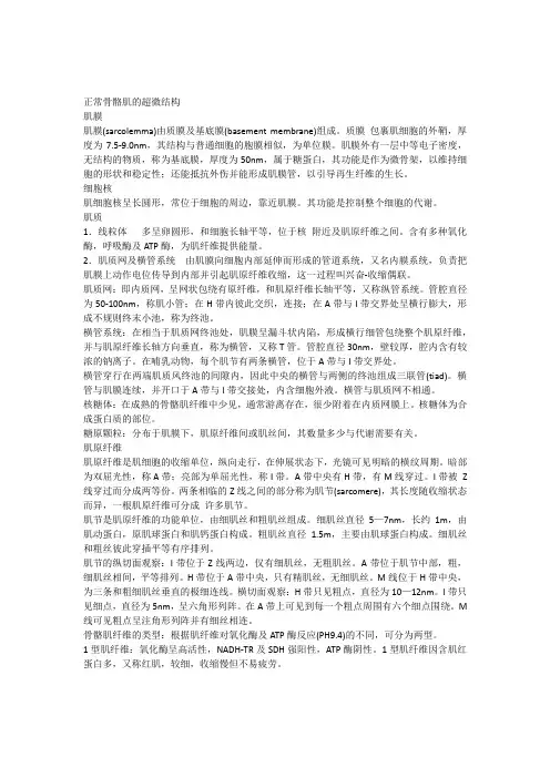 正常骨骼肌的超微结构