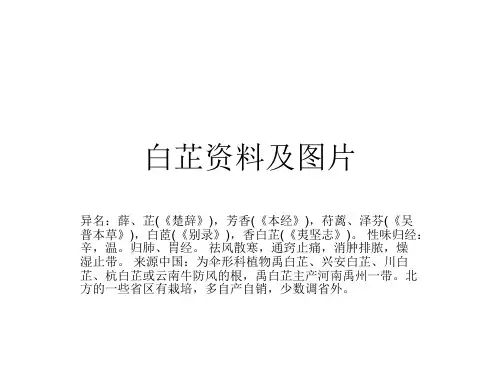 白芷资料及图片 PPT课件