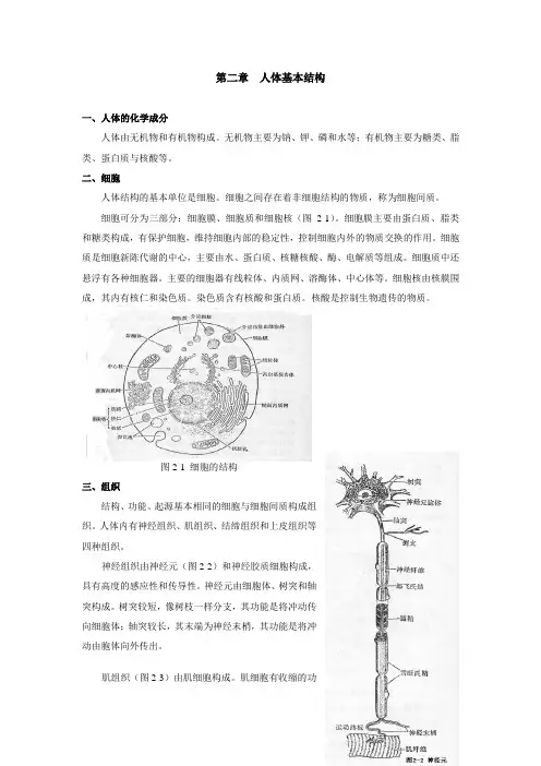 人体的基本构成