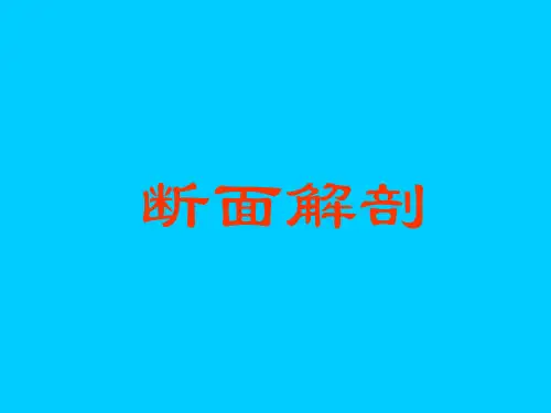 头颅断面解剖