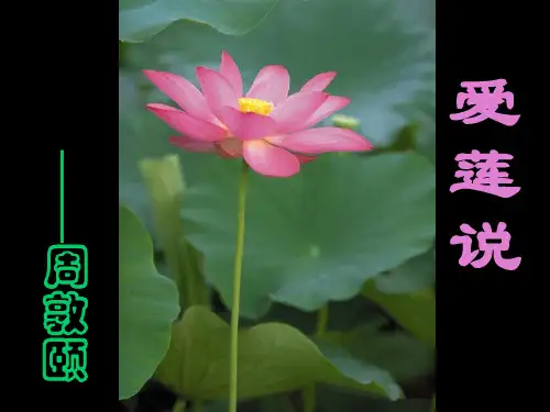 爱莲说PPT163 人教版 (共21张PPT)