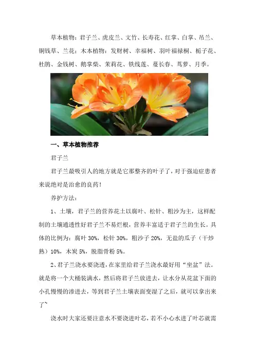 阳台适合养什么花