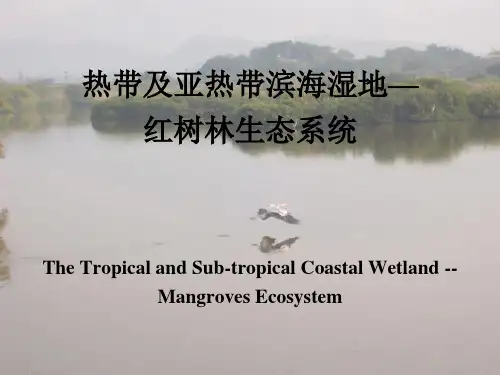 热带及亚热带滨海湿地—红树林生态系统