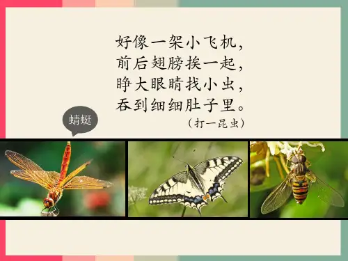 二年级上册美术课件-9《蜻蜓飞飞》人教新课标(共24张PPT)