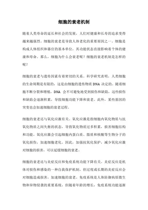 细胞的衰老机制