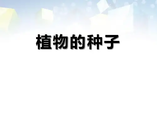 《植物的种子》植物的生长2 图文