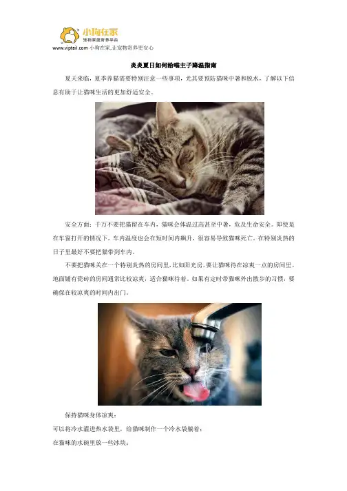 炎炎夏日如何给喵主子降温指南