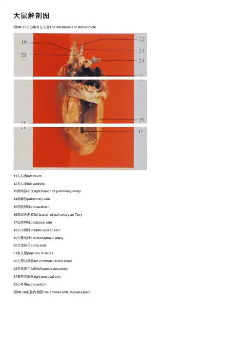 大鼠解剖图——精选推荐